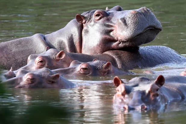 Colombia Approves Plan to Cull Roaming Hippos Linked to Pablo Escobar