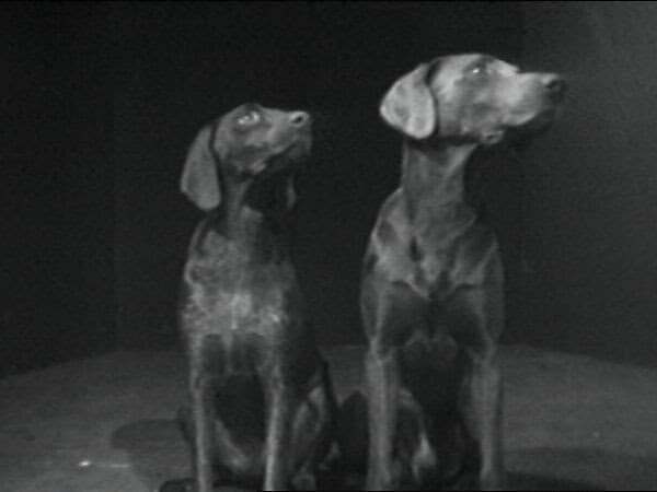 William Wegman: Video Works, 1970-1977