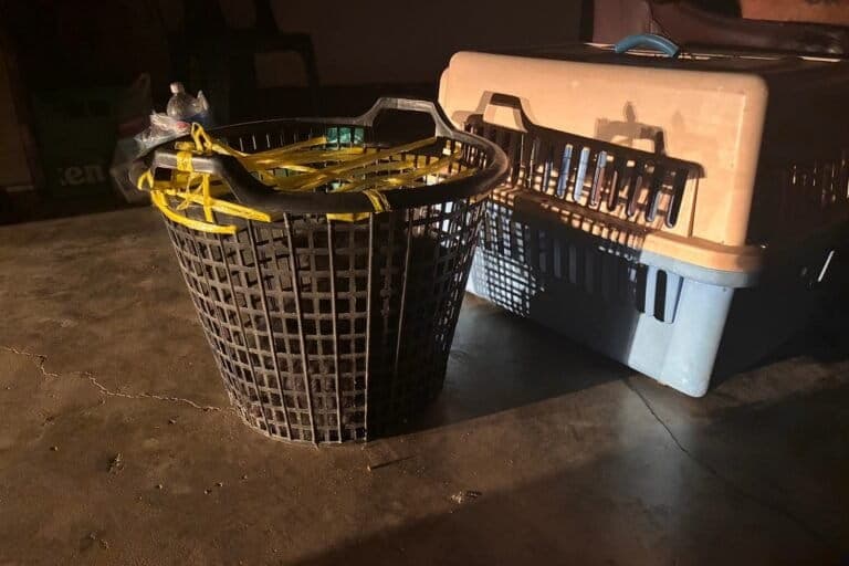 Two-month-old bear cubs rescued from Facebook sale in Laos